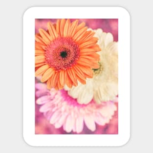 Daisy - Golden on Pink Sticker